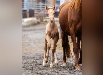 PRE, Mare, Foal (02/2026), Palomino