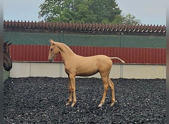 PRE, Mare, Foal (03/2024), Palomino