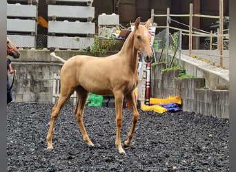 PRE, Mare, Foal (03/2024), Palomino