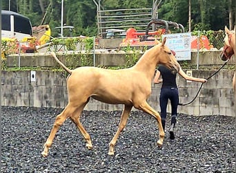 PRE, Mare, Foal (03/2024), Palomino