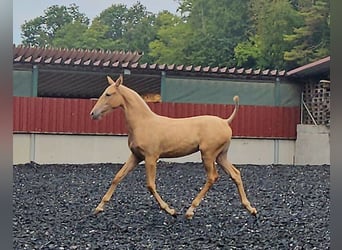 PRE, Mare, Foal (03/2024), Palomino