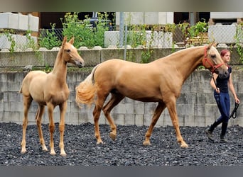 PRE, Mare, Foal (03/2024), Palomino