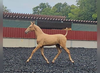 PRE, Mare, Foal (03/2024), Palomino