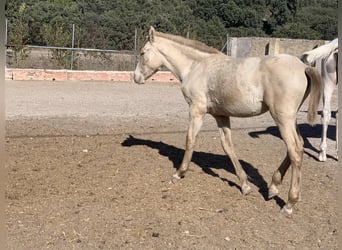 PRE, Mare, Foal (04/2023), Perlino