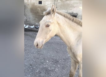 PRE, Mare, Foal (04/2023), Perlino