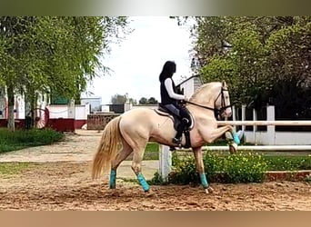 PRE, Mare, Foal (01/2025), Perlino