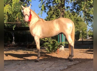 PRE, Mare, Foal (01/2025), Perlino