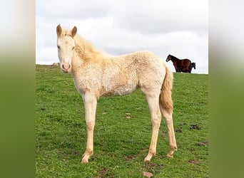 PRE, Mare, Foal (01/2025), Perlino