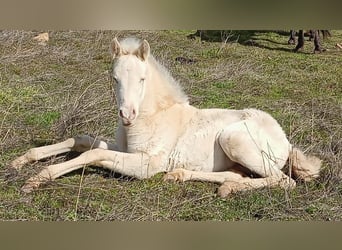 PRE, Mare, Foal (01/2025), Perlino