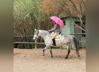 PRE Mix, Merrie, 10 Jaar, 155 cm, Schimmel