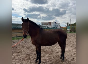 PRE, Merrie, 10 Jaar, 157 cm, Bruin