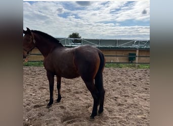 PRE, Merrie, 10 Jaar, 157 cm, Bruin