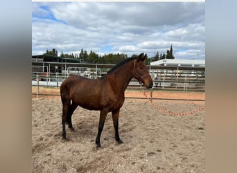 PRE, Merrie, 10 Jaar, 157 cm, Bruin