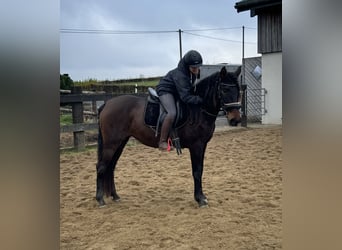 PRE, Merrie, 10 Jaar, 157 cm, Bruin