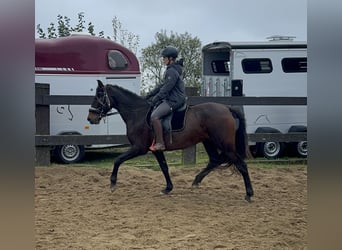 PRE, Merrie, 10 Jaar, 157 cm, Bruin