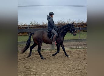 PRE, Merrie, 10 Jaar, 157 cm, Bruin