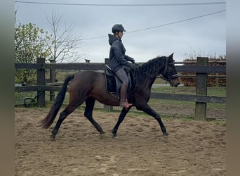 PRE, Merrie, 10 Jaar, 157 cm, Bruin