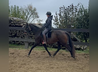 PRE, Merrie, 10 Jaar, 157 cm, Bruin