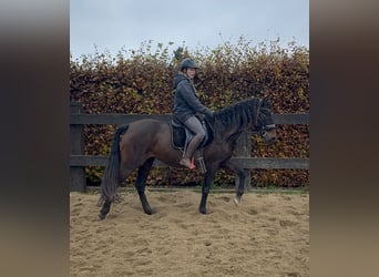 PRE, Merrie, 10 Jaar, 157 cm, Bruin