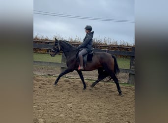 PRE, Merrie, 10 Jaar, 157 cm, Bruin