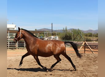 PRE Mix, Merrie, 10 Jaar, 158 cm, Bruin