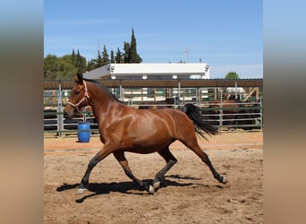 PRE Mix, Merrie, 10 Jaar, 158 cm, Bruin