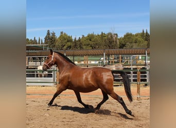 PRE Mix, Merrie, 10 Jaar, 158 cm, Bruin