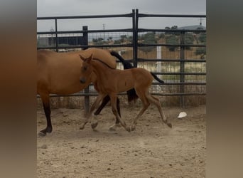 PRE Mix, Merrie, 10 Jaar, 158 cm, Lichtbruin