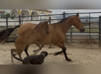 PRE Mix, Merrie, 10 Jaar, 158 cm, Lichtbruin