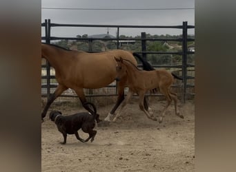 PRE Mix, Merrie, 10 Jaar, 158 cm, Lichtbruin