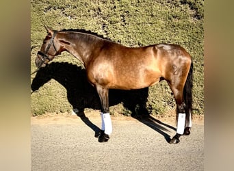 PRE Mix, Merrie, 10 Jaar, 160 cm, Bruin