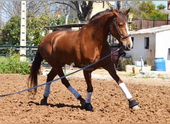 PRE, Merrie, 10 Jaar, 160 cm, Vos