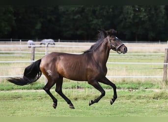 PRE Mix, Merrie, 10 Jaar, 161 cm, Bruin