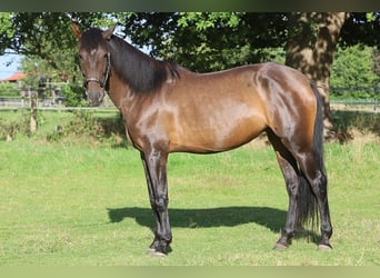 PRE Mix, Merrie, 10 Jaar, 161 cm, Bruin