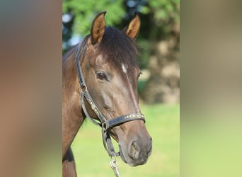 PRE Mix, Merrie, 10 Jaar, 161 cm, Bruin