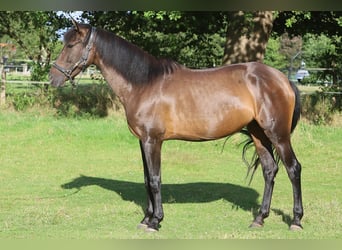 PRE Mix, Merrie, 10 Jaar, 161 cm, Bruin