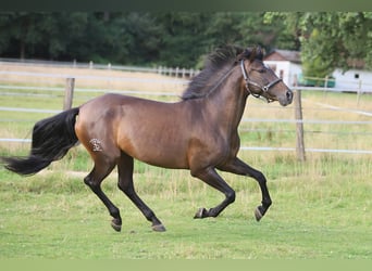PRE Mix, Merrie, 10 Jaar, 161 cm, Bruin