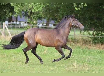 PRE Mix, Merrie, 10 Jaar, 161 cm, Bruin