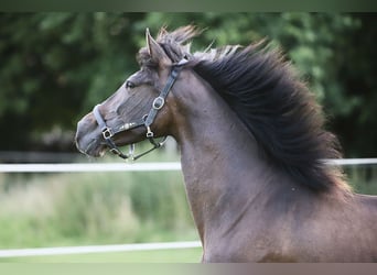 PRE Mix, Merrie, 10 Jaar, 161 cm, Bruin