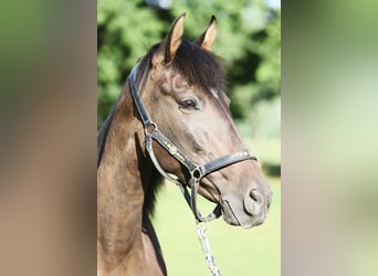 PRE Mix, Merrie, 10 Jaar, 161 cm, Bruin