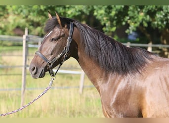 PRE Mix, Merrie, 10 Jaar, 161 cm, Bruin