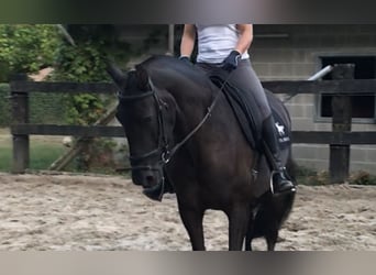 PRE, Merrie, 10 Jaar, 161 cm, Zwart