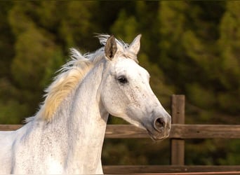 PRE Mix, Merrie, 10 Jaar, 165 cm, Schimmel