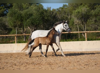 PRE, Merrie, 10 Jaar, 165 cm, Schimmel