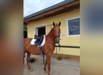 PRE Mix, Merrie, 10 Jaar, 165 cm, Vos