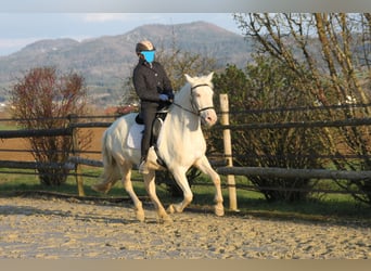 PRE Mix, Merrie, 11 Jaar, 152 cm, Perlino