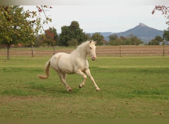 PRE Mix, Merrie, 11 Jaar, 152 cm, Perlino