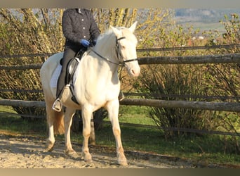 PRE Mix, Merrie, 11 Jaar, 152 cm, Perlino