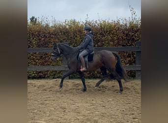 PRE Mix, Merrie, 11 Jaar, 162 cm, Bruin