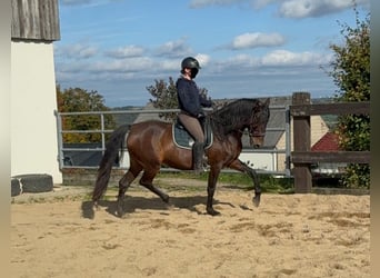 PRE Mix, Merrie, 11 Jaar, 163 cm, Bruin